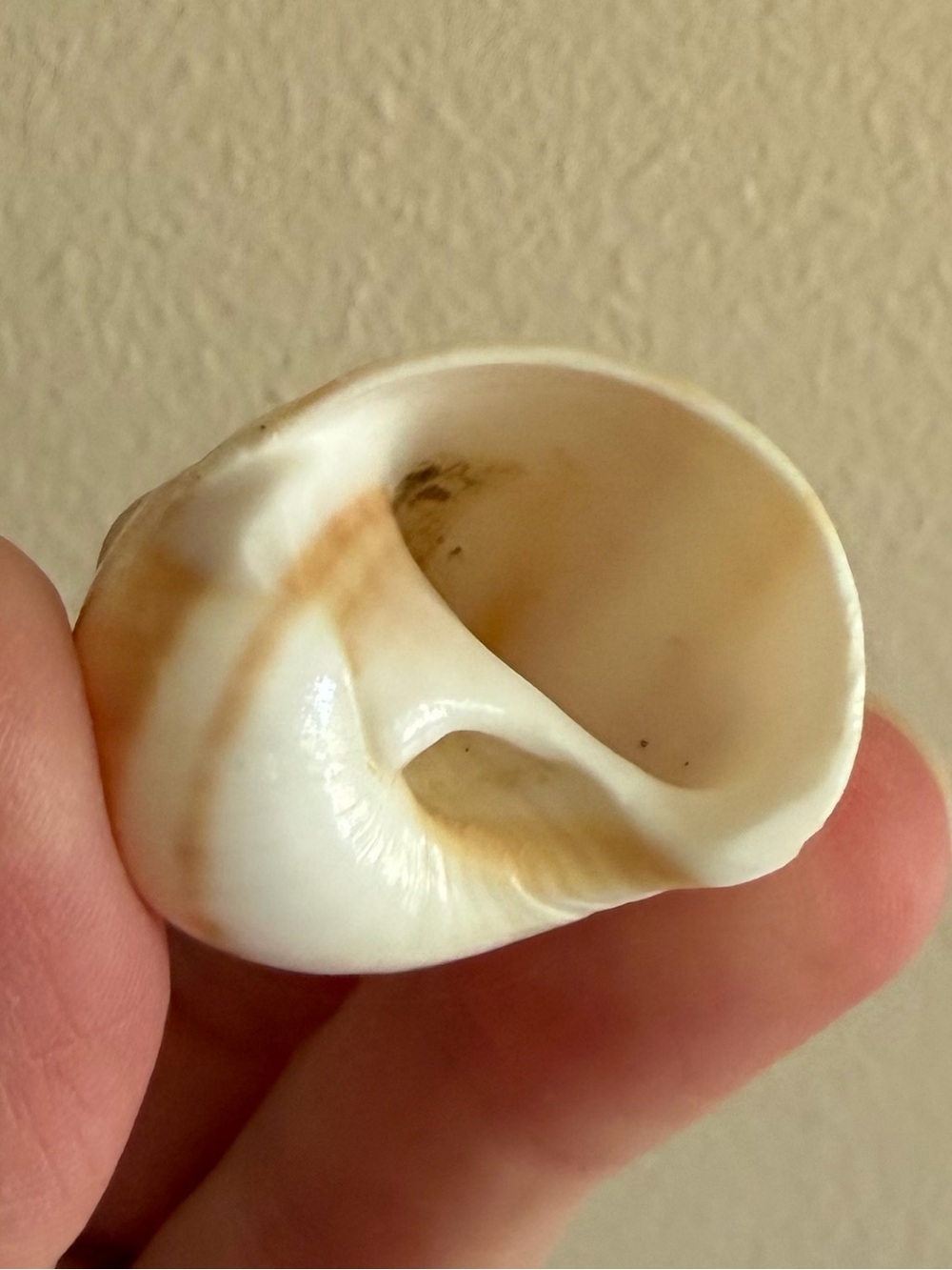 SEASHELL - Picture 5 of 5